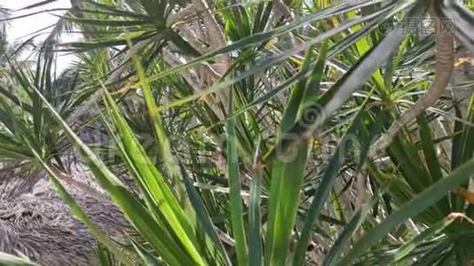 棕榈植被细节视频