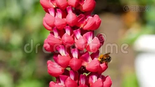 红羽扇豆花上的大黄蜂视频