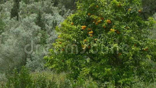 大自然中的橘子树视频