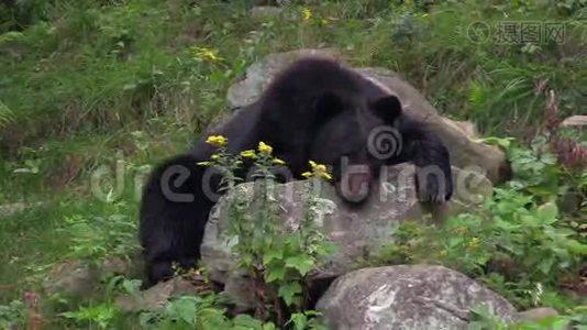 一只大黑熊在树林里视频