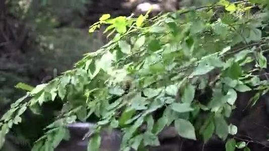 植物叶，叶，叶，自然，自然视频