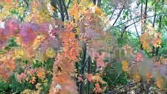 明亮美丽的罗文树视频