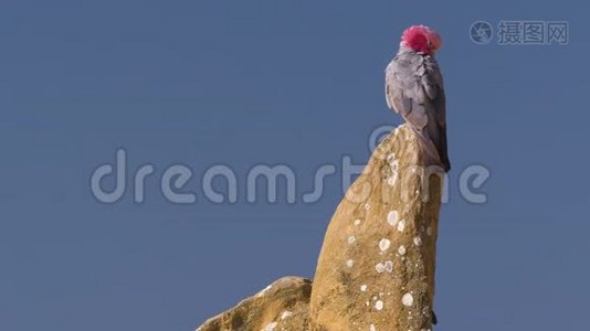 坐在石灰石上的美丽的加拉赫鸟视频