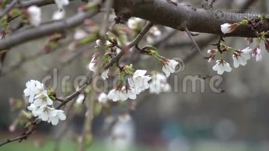 春天樱花盛开的背景。视频