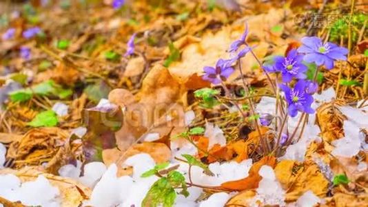 春花与融雪，时光流逝.视频