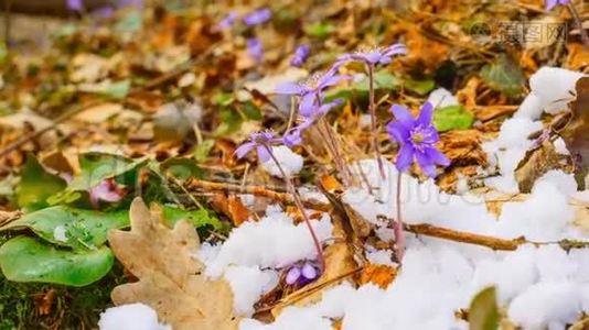 春花与融雪，时光流逝.视频