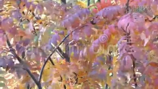 明亮美丽的罗文树视频