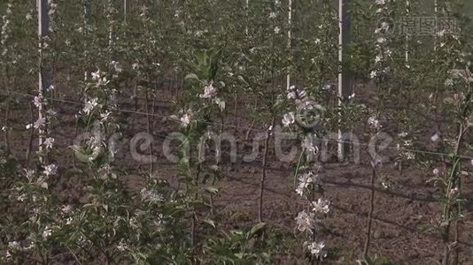 在花园里长满苹果树视频