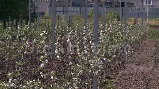 在花园里长满苹果树视频