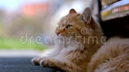 不错的姜西伯利亚猫躺在街上。视频