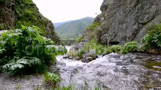 一条山涧在山间流淌视频