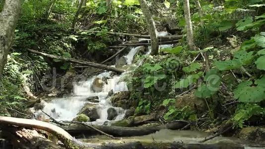 在岩石上流过的森林溪流的淡水视频