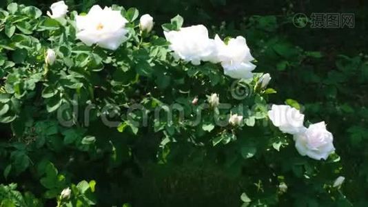 白玫瑰花园绽放.视频