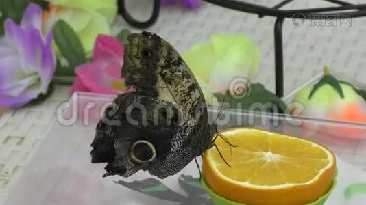 蝴蝶吃早餐橙汁。视频