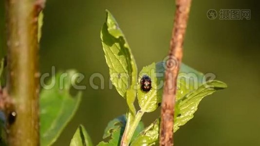 小青叶甲虫视频