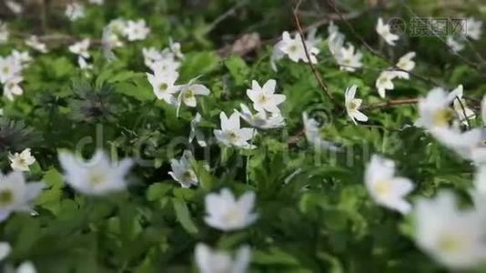 第一朵春花-白色的雪花。 从花的镜头移动视频