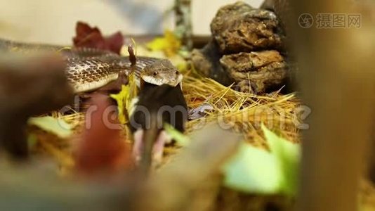 宠物蛇吃棕鼠视频