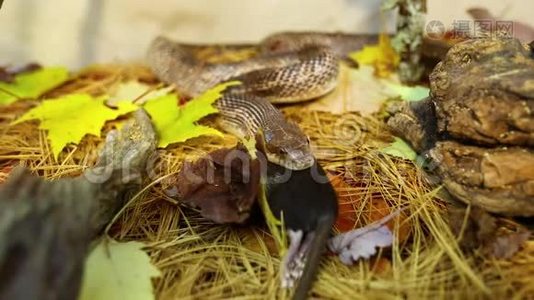 宠物蛇吃棕鼠视频