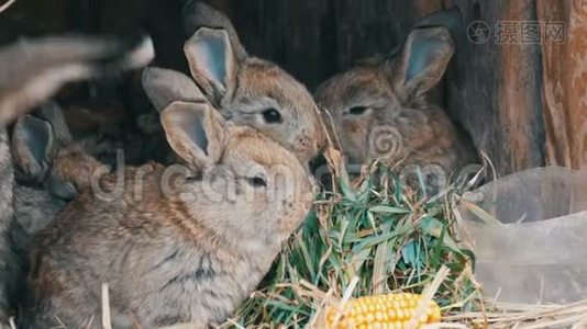 美丽有趣的小兔子幼崽和他们的妈妈在农场的笼子里吃草。视频