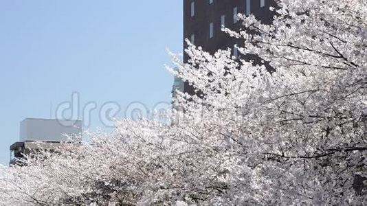 日本樱花树的顶端视频