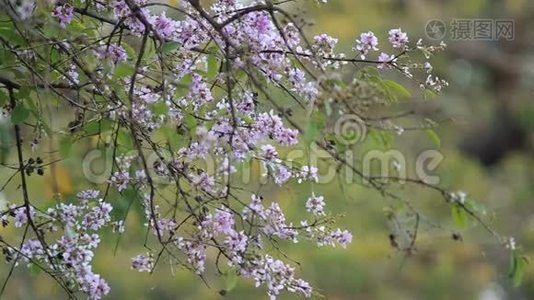 蓬果花随风动.视频