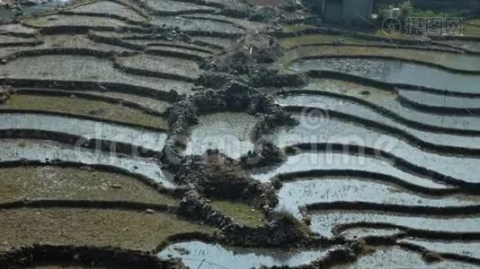 美丽的稻田景观视频