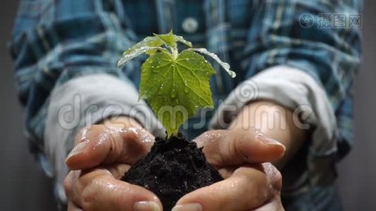 有着年轻植物生长的土壤。 保护地球的增长、关怀、可持续性的概念和象征视频