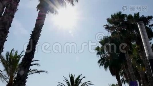 地中海有棕榈树的海滩视频