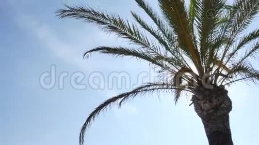 地中海有棕榈树的海滩视频