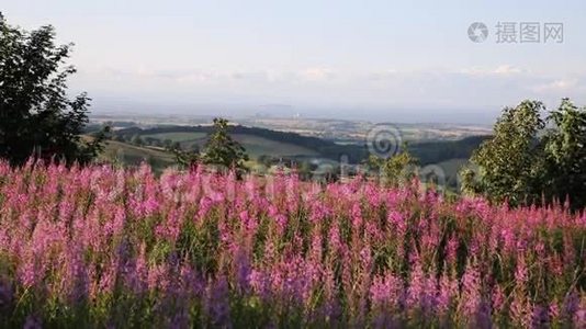 粉红色的花泉托克山和萨默塞特的乡村景色朝向欣克利点核电站视频