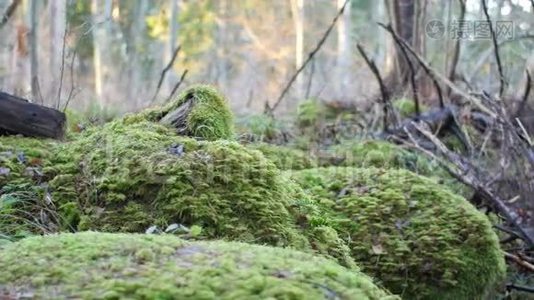 森林中覆盖着苔藓的岩层视频