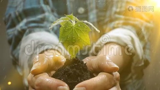有着年轻植物生长的土壤。 保护地球的增长、关怀、可持续性的概念和象征视频