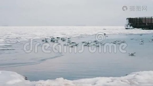 海鸥坐在冰封的海面上视频