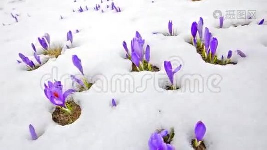 春天雪上的红花视频