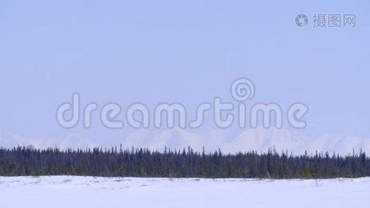 雪山背景下的冬林视频