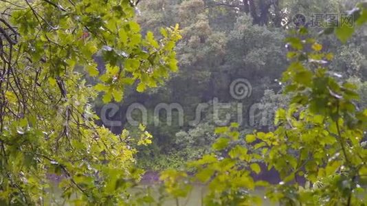 河上森林里的夏雨视频