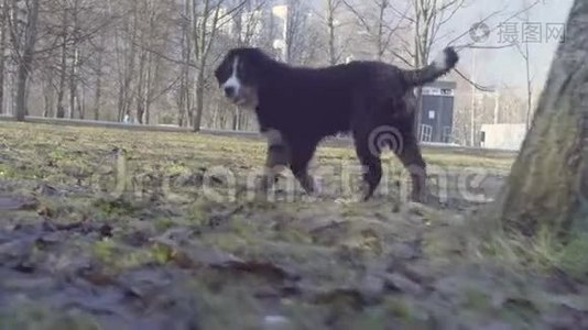 伯尼斯牧羊犬小狗在公园里奔跑视频