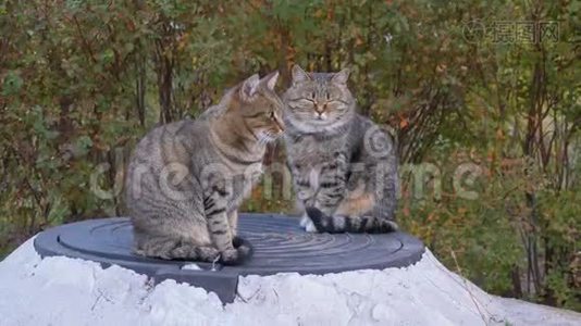 两只无家可归的灰猫坐在街上视频
