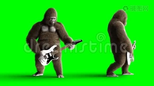 有趣的棕色大猩猩弹电吉他。 超级逼真的皮毛和头发。 绿屏4K动画..视频