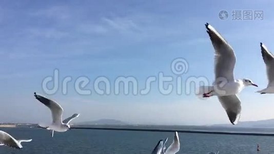 海鸥飞行慢动作.视频