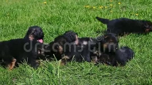 黑色德国牧羊犬在绿草上嬉戏视频
