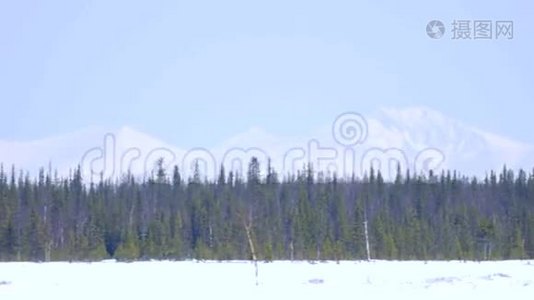 雪山背景下的冬林视频