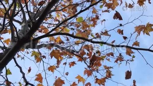 枫树从低角度移动视频