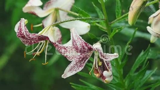 老虎百合花在雨中视频