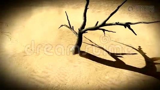 沙漠中的死树视频