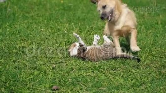 一只狗和一只猫的战斗视频
