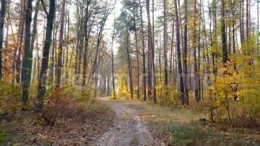 秋天森林背景运动凸轮视频