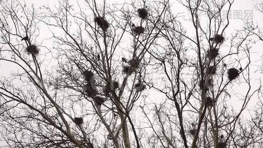 成群结队地在树上筑巢视频