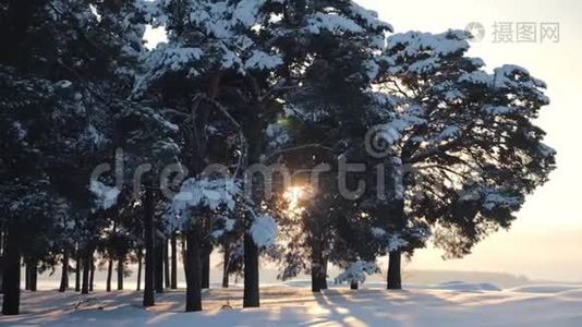 夕阳西下的冬雪林.. 雪中美丽的松林视频