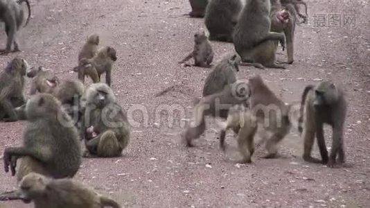 非洲博茨瓦纳热带草原野生猴宝宝视频